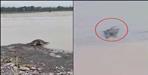 Crocodile in Rishikesh Ganga river