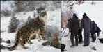 Snow leopard tourism to begin in Uttarakhand