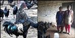 Uttarakhand poultry farm self employment