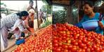 Tourist Purchasing Chief Tomato in Nainital