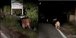 Leopard walking in road in almora