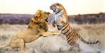 battle for survival among tigers in corbett national park
