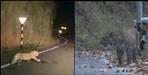 Leopard in all weather road between Sukhidhang to Tanakpur Champawat