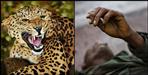 Ramnagar Corbett Park Leopard
