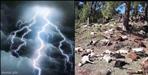 Lightning Strike Kills 500 Goats in Chamoli
