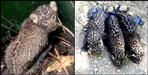 Leopard cub were found in Udham Singh Nagar farm