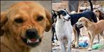 dog squad will control stray dogs in uttarakhand