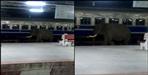 elephant in dehradun railway station
