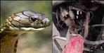King Cobra found in bike headlight in Haldwani
