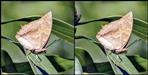 Rare butterfly returned to Nainital after 110 years