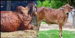 Lumpy Virus in Pets in Uttarakhand Know Symptoms and Prevention