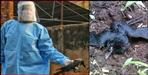 Dead birds found in Srinagar Garhwal