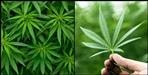 United Nation recognizes cannabis