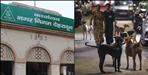 Campaign will be run against dog attacks in Dehradun