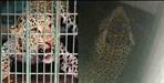 Tehri Garhwal Thapla Village Leopard Stuck in Bathroom