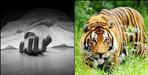 Woman killed by tiger in Haldwani