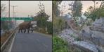 Rishikesh AIIMS Elephant on the road