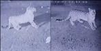 Pithoragarh three leopard in thal market