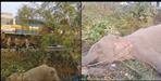 Elephant train collision in Lalkuan Nainital
