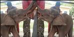 Elephant baby separated from mother in Haridwar