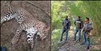 Leopard hunt in Kanalichina