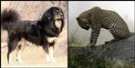 Dog saved the life of a woman in Almora