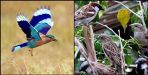 Bird festival at rudraprayag