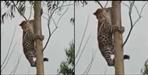 Leopard climbed in tree in haridwar chandpur