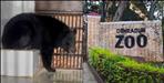 Himalayan Black Bear Enclosure Opened for Visitors at Dehradun Zoo
