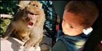 Monkey bites child ear in Pithoragarh Berinag