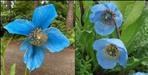 Blue Poppy Flowers Blooming in the Valley of Flowers