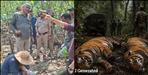 Two tigers brutally killed by poachers in Uttarakhand
