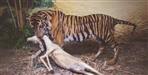 Tiger deer video in Corbett National Park