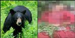 Woman attacked by a bear in Narendranagar