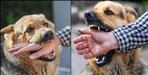 People troubled by stray dog in Dehradun
