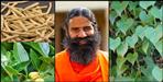 Baba ramdev claims that giloy and ashwagandha can treat coronavirus