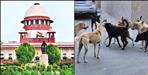 Strict action against stray dogs in Dehradun