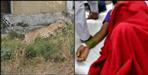 Leopard attack on woman in Jeolikot