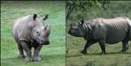 Rhinoceros will be seen in Corbett National Park