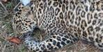 Dead Leopard in Almora by the river