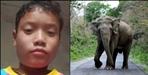 Elephant killed boy by throwing it on road