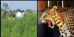 Leopard in Pithoragarh Boyle village