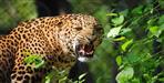 Leopard terror in  Kanalichhina block