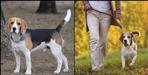 Pet dog registration is mandatory in dehradun