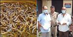 Uttarakhand Himalayan Viagra keeda jadi cordyceps smuggling
