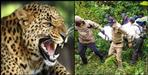 Leopard attacks 8 year old girl in pithoragarh