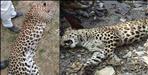Joy Hukil hunts down Leopard in Narendra Nagar