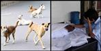 stray dogs attack on girl in pauri garhwal