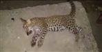 Leopard cub killed in champawat