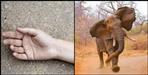 Elephant killed man in rishikesh